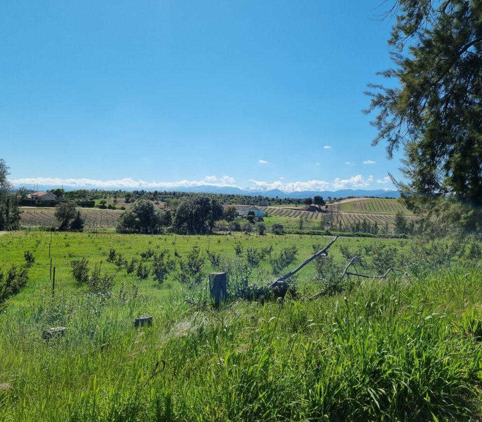 plaine-orientale-agrumes