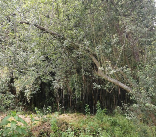 jardin marquiliani