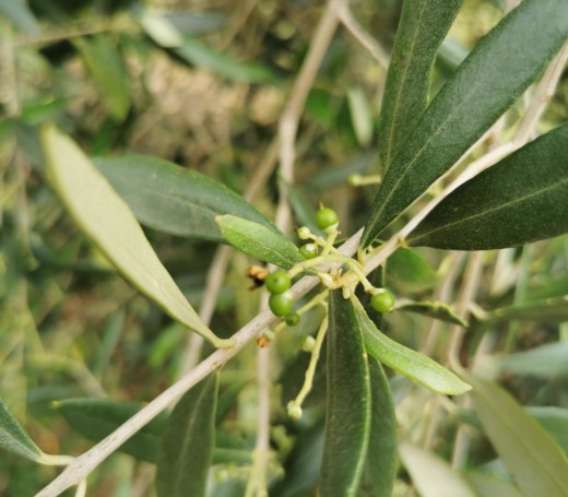olive