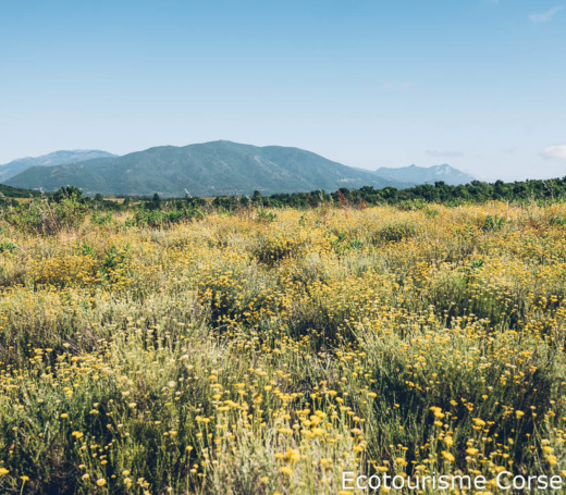 immortelle-corse--huile-essentielle--distillation
