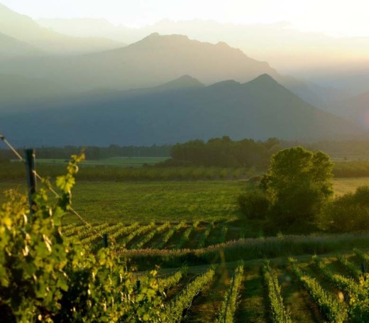 vin--vigne--corse-orientale