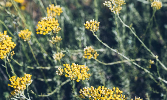 Suminà l’avvene - Corsica Grana : Une marque collective engagée dans la durabilité des plantes insulaires