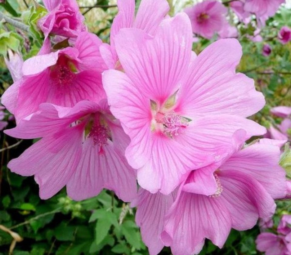 lavatera-olbia-rosea