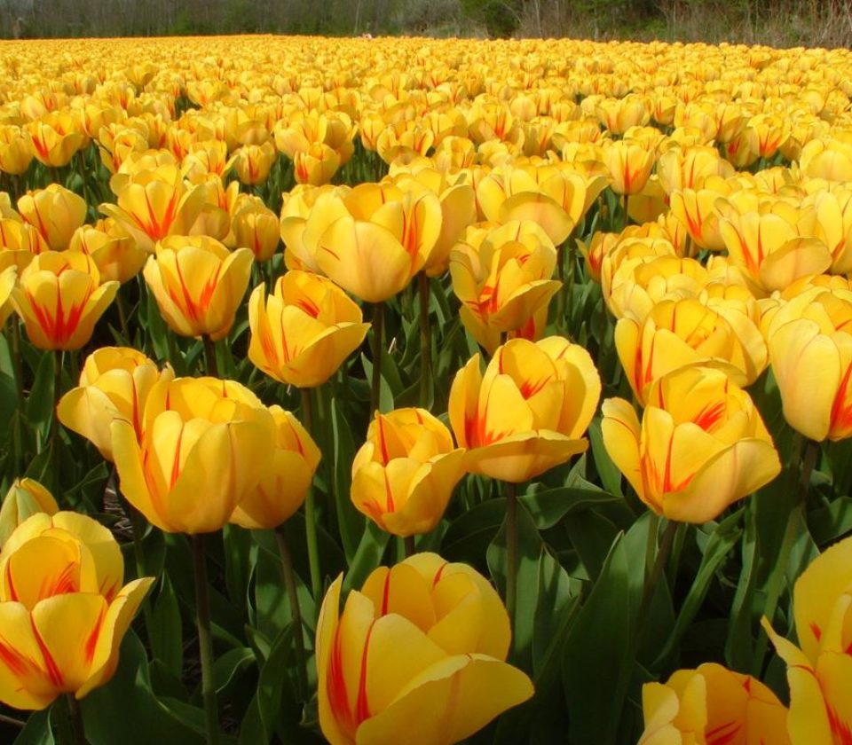 Champ de tulipes