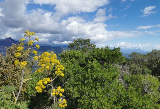 Quelques fleurs du maquis Corse