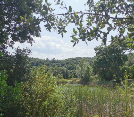etang-jardin