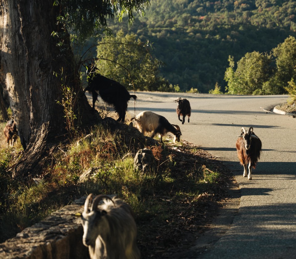 route-corse-chevres