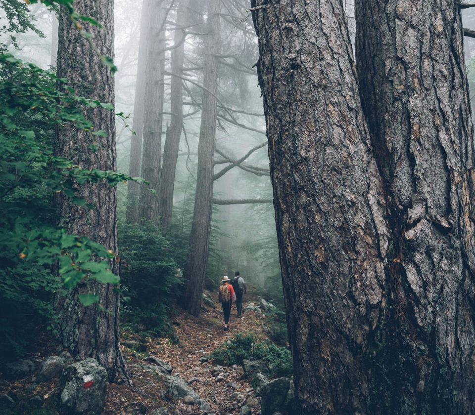 Ballade en Forêt 