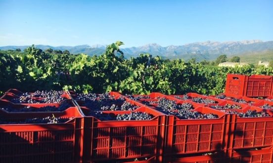 Dégustation des vins et visite du domaine Mondange