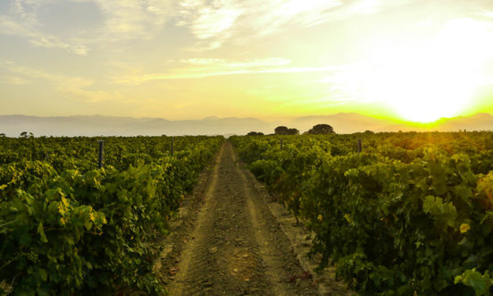 Dégustation des vins de la cave d'Aleria