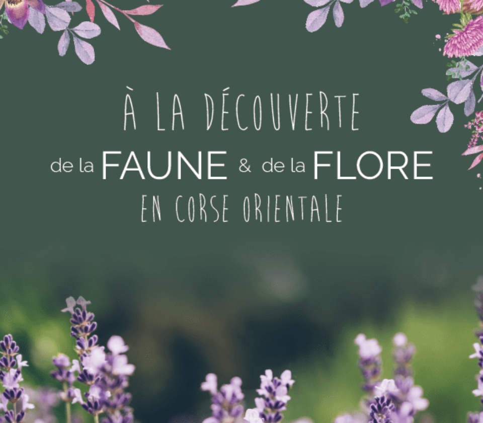 Faune et flore de Corse