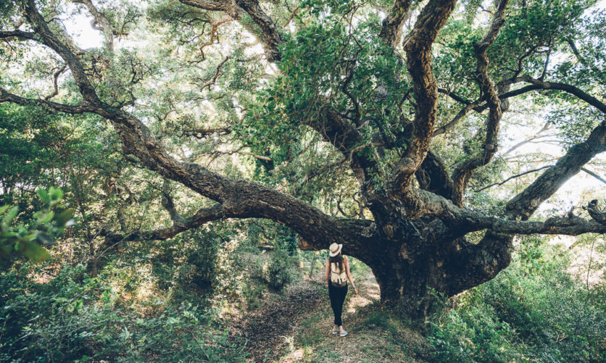 JOUR 2 : Le patrimoine naturel de Pianellu 