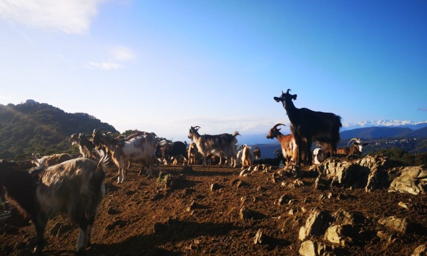 JOUR 3 : Randonnée ou pastoralisme à Tox 
