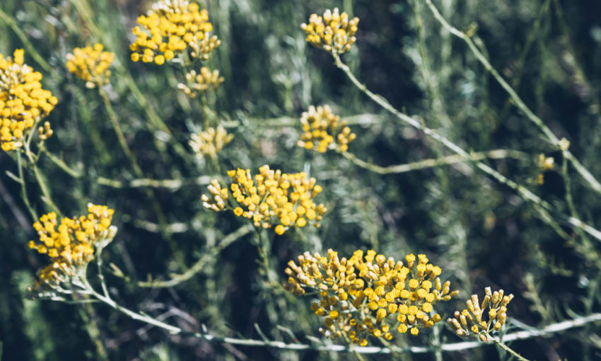 JOUR 3 : Découvrez l'immortelle corse et ses vertus puis terminez par contempler le ciel et ses étoiles