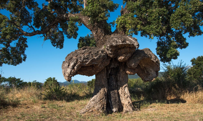 Nos arbres remarquables ! 