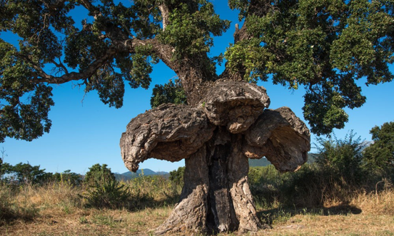 Nos arbres remarquables ! 