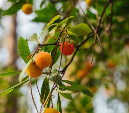 corse orientale - paysage - fruit