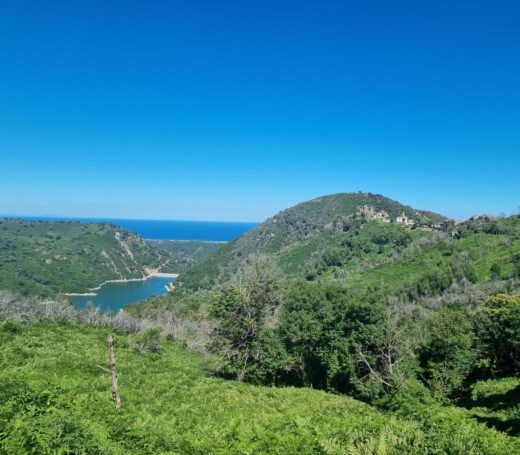 montagne - maquis - corse