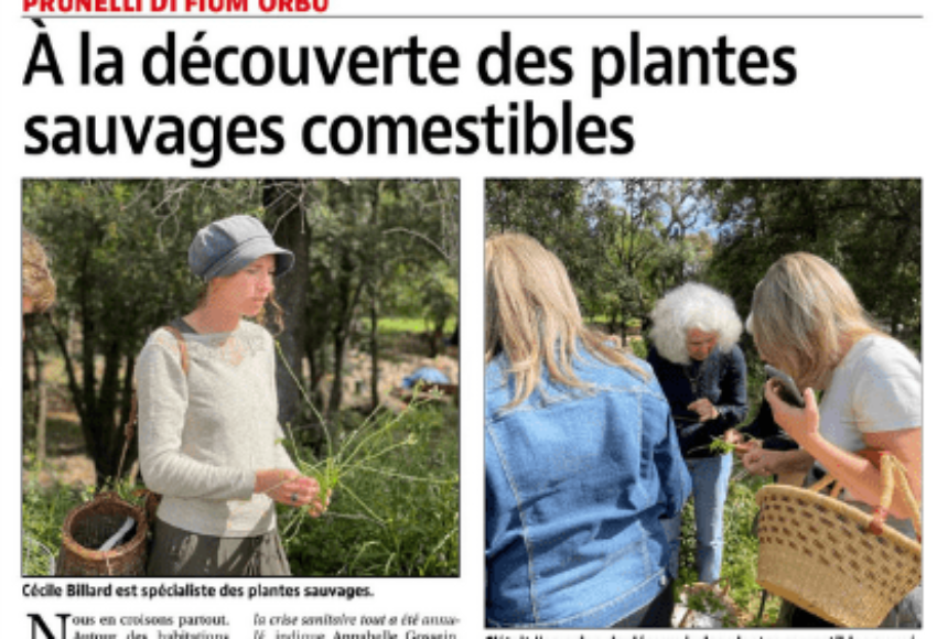 plantes-sauvages-18-et-19-mai-2021